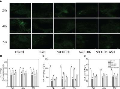 Nitric oxide signal is required for glutathione-induced enhancement of photosynthesis in salt-stressed Solanum lycopersicum L
